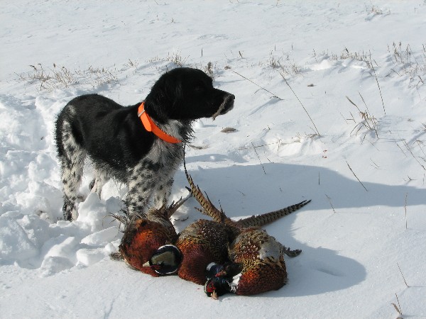 Zeus & Pheasants