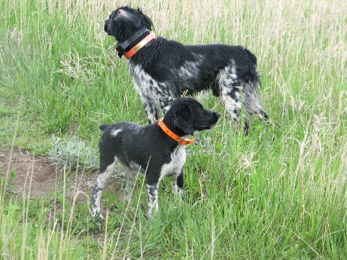 Zeus and Arrow