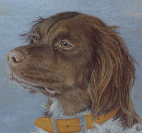 french brittany portrait