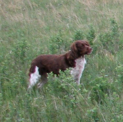 Belle in field