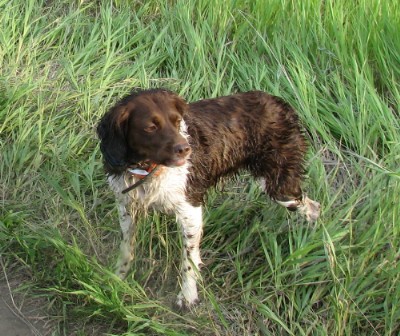 french brittany