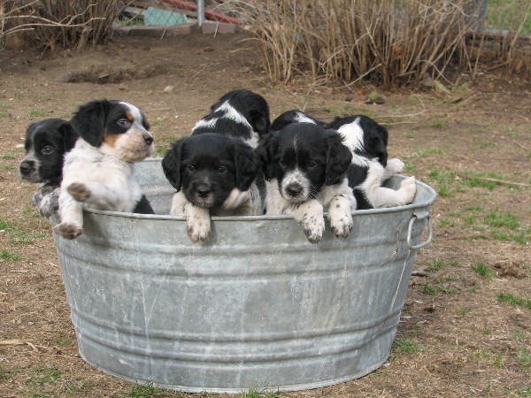 bucket of pups
