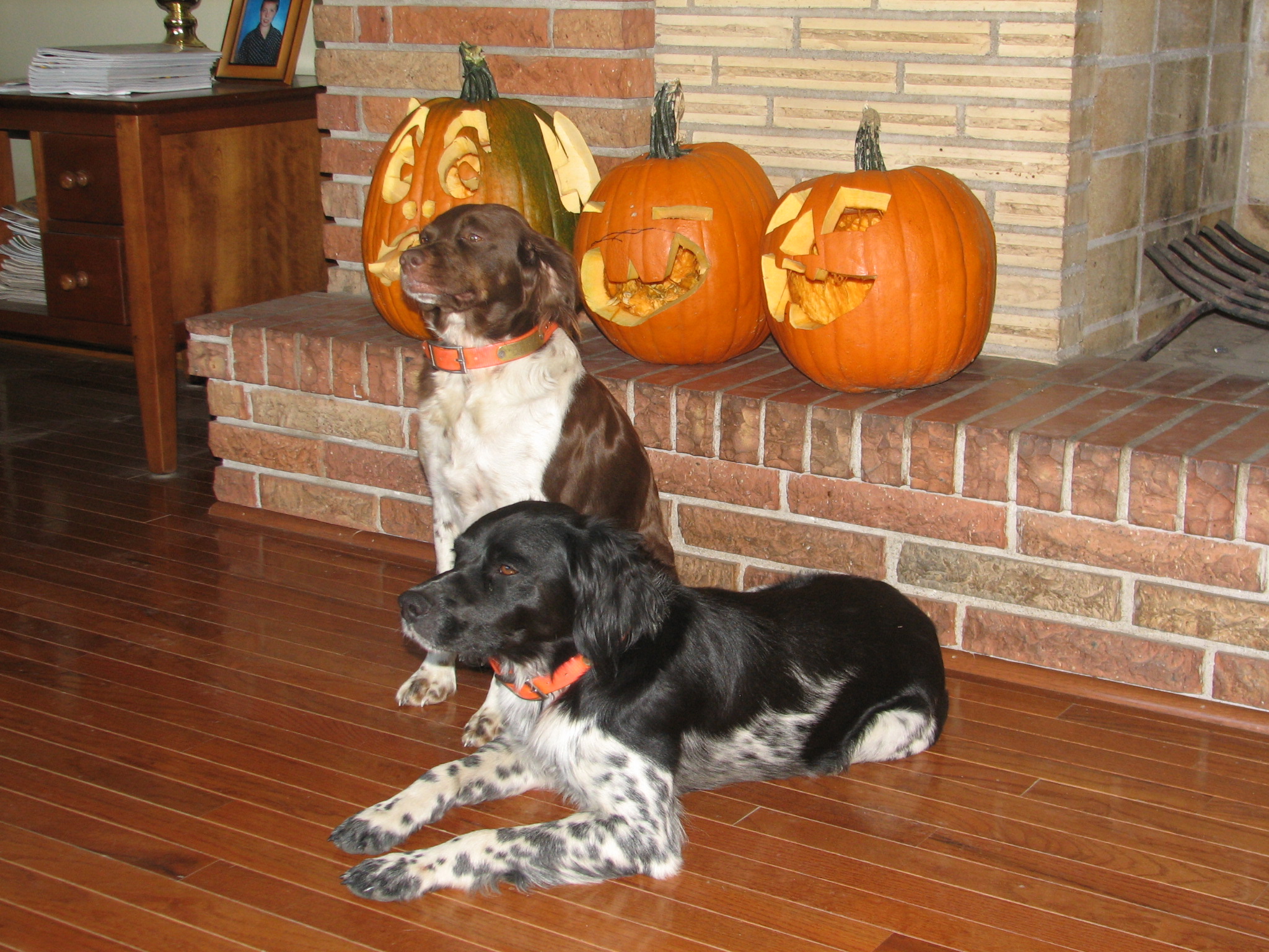 dogs with jack o lanterns