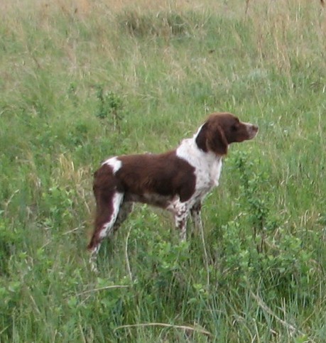 Foxie in Field