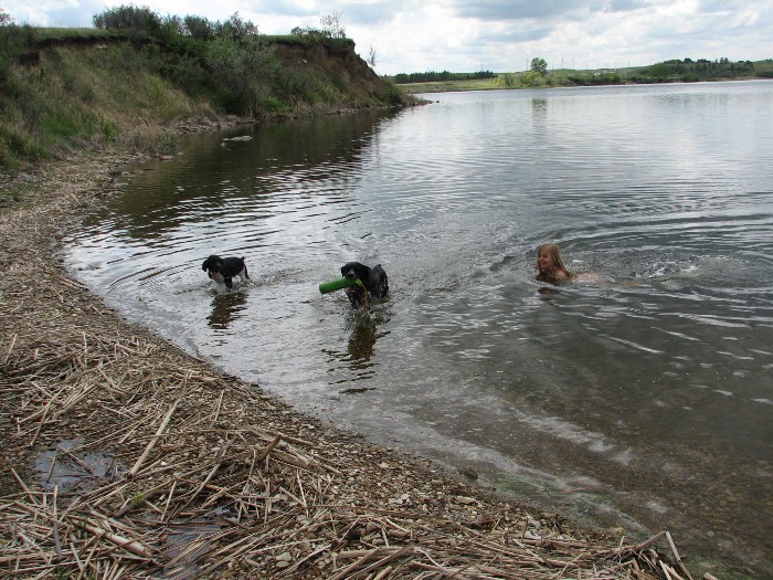 dogs retreiving